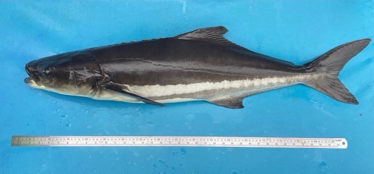 กรมประมงดัน "ปลาช่อนทะเล" ฉายา Black Salmon บุกตลาดพรีเมียม ชูซาชิมิสร้างรายได้ กก.ละ 1,000 บาท!