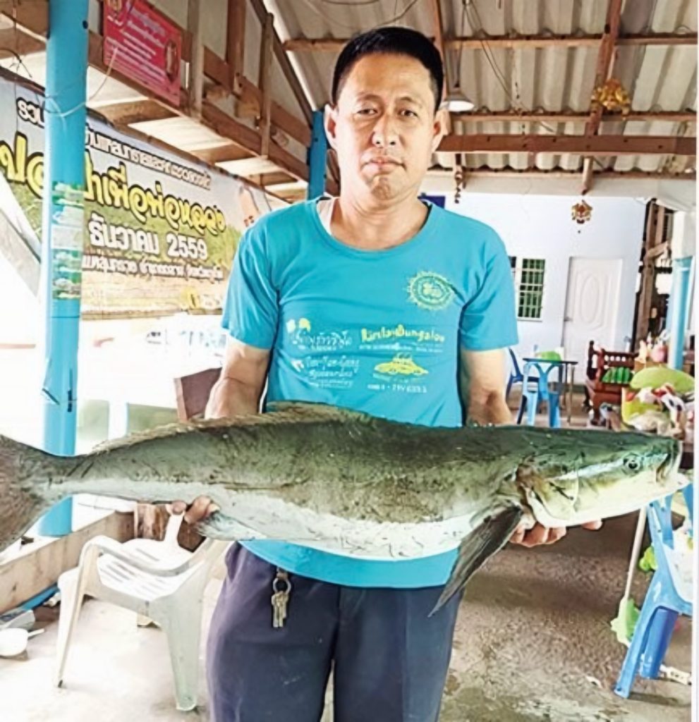 กรมประมงดัน "ปลาช่อนทะเล" ฉายา Black Salmon บุกตลาดพรีเมียม ชูซาชิมิสร้างรายได้ กก.ละ 1,000 บาท!