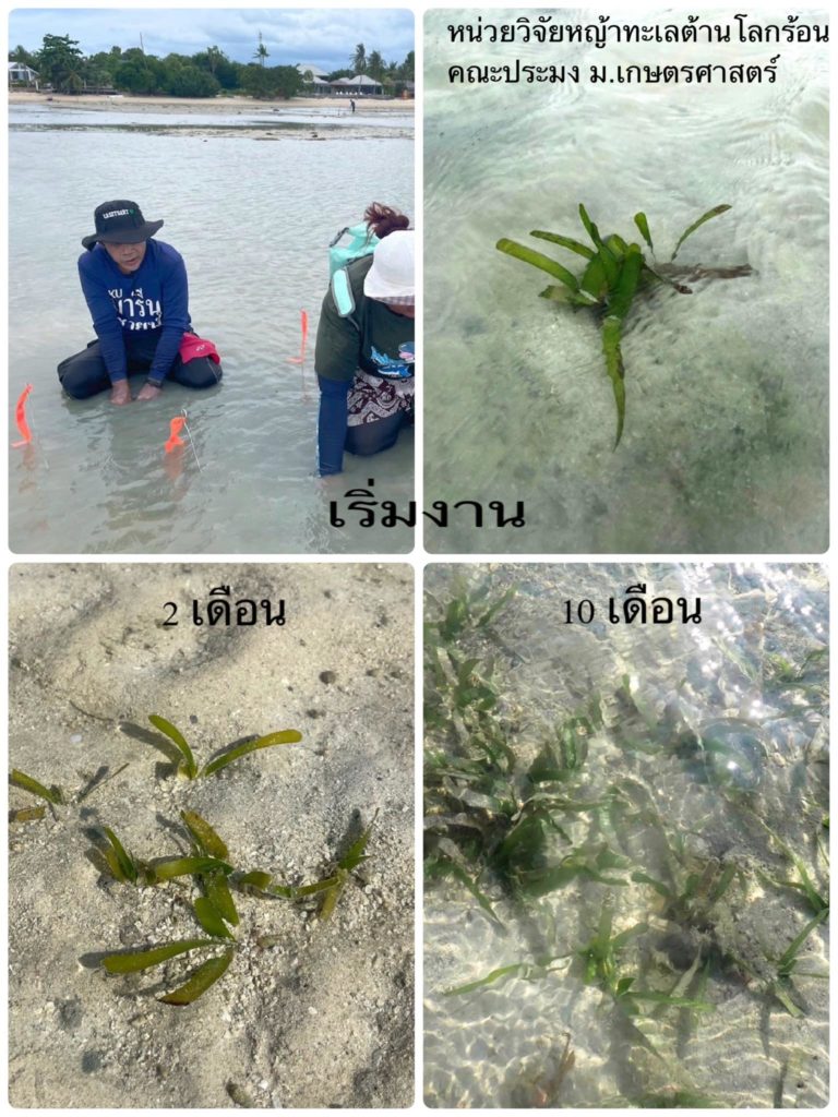 ม.เกษตรศาสตร์ ปลดล็อกโจทย์ฟื้นทะเลไทย! พัฒนาเทคนิค “KU-SST” นวัตกรรมประเมินพื้นที่ปลูกหญ้าทะเลแม่นยำ 93% พลิกความสำเร็จย้ายปลูกพื้นที่ใหม่ครั้งแรก