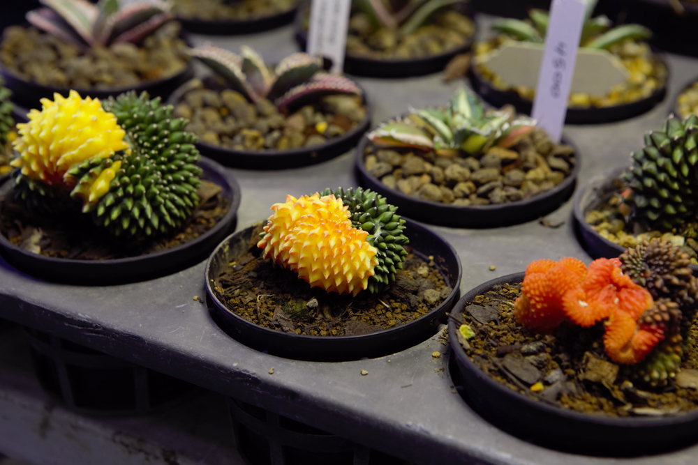ไทยประกาศศักดาเบอร์ 1 ไม้แปลก–ไม้หายาก ผ่านงาน Bangkok International Exotic Plants Show & Sale ครั้งที่ 21 ไต้หวันร่วมเปิดงานพร้อมต่อยอดความร่วมมือ