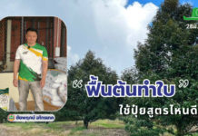 ข้อมูลโดย : ธรรมรัฐ พิทักษ์สันติสุข กรรมการผู้จัดการ หจก.ชัยพฤกษ์ อโกรเทค จำกัด จ.จันทบุรี ผู้มีประสบการณ์ดูแลสวนทุเรียนในภาคตะวันออกมากกว่า 20 ปี