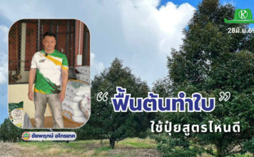 ทุเรียน..ฟื้นต้นทำใบ ใช้ปุ๋ยสูตรไหนดี ข้อมูลโดย : ธรรมรัฐ พิทักษ์สันติสุข กรรมการผู้จัดการ หจก.ชัยพฤกษ์ อโกรเทค จำกัด จ.จันทบุรี ผู้มีประสบการณ์ดูแลสวนทุเรียนในภาคตะวันออกมากกว่า 20 ปี