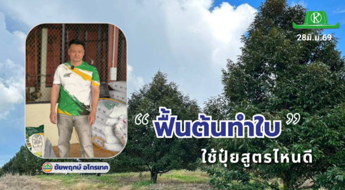 ทุเรียน..ฟื้นต้นทำใบ ใช้ปุ๋ยสูตรไหนดี ข้อมูลโดย : ธรรมรัฐ พิทักษ์สันติสุข กรรมการผู้จัดการ หจก.ชัยพฤกษ์ อโกรเทค จำกัด จ.จันทบุรี ผู้มีประสบการณ์ดูแลสวนทุเรียนในภาคตะวันออกมากกว่า 20 ปี