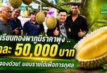ชาวสวนทุเรียนทองผาภูมิ จัดกิจกรรมประมูลทุเรียนเพื่อการกุศล คาดราคาแตะลูกละ 5 หมื่นบาท