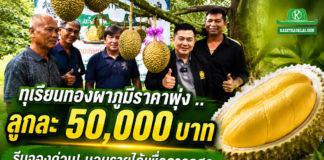 ชาวสวนทุเรียนทองผาภูมิ จัดกิจกรรมประมูลทุเรียนเพื่อการกุศล คาดราคาแตะลูกละ 5 หมื่นบาท