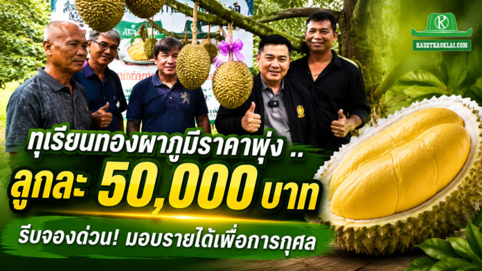 ชาวสวนทุเรียนทองผาภูมิ จัดกิจกรรมประมูลทุเรียนเพื่อการกุศล คาดราคาแตะลูกละ 5 หมื่นบาท