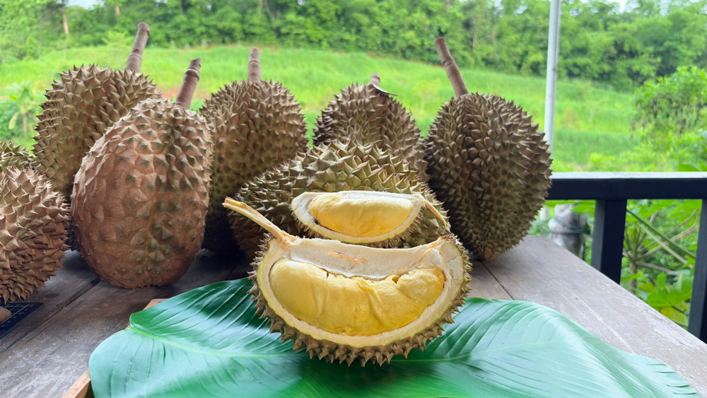 ชาวสวนทุเรียนทองผาภูมิ จัดกิจกรรมประมูลทุเรียนเพื่อการกุศล คาดราคาแตะลูกละ 5 หมื่นบาท
