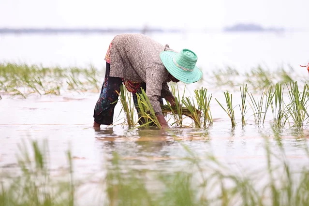 ARDA ปั้นภาคใต้สู่ต้นแบบ Agri Innovation Hub เชื่อม "สมุนไพร–ข้าวทนเค็ม–AI"