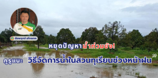 หยุดปัญหาน้ำท่วมขัง! กูรูแนะ “วิธีจัดการน้ำในสวนทุเรียนช่วงหน้าฝน” การจัดการน้ำในสวนทุเรียนช่วงหน้าฝน