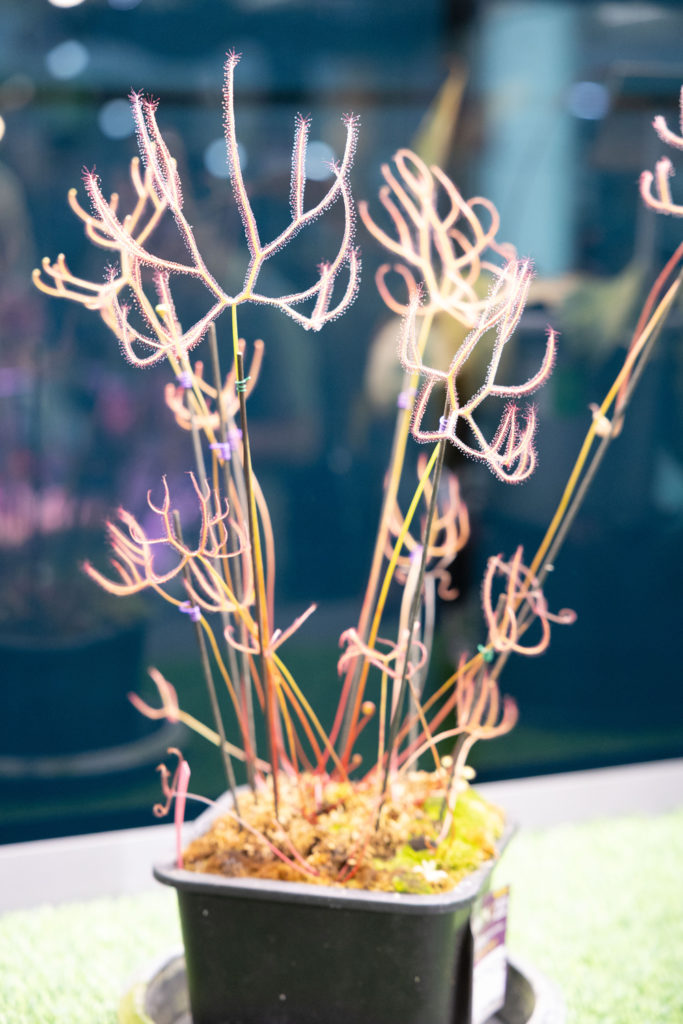 ไทยตอกย้ำผู้นำไม้แปลกโลก! เปิดงาน Bangkok International Exotic Plants Show & Sale #22 ชูเทรนด์ “Terrarium” สินทรัพย์สีเขียวตอบโจทย์ไลฟ์สไตล์คนรุ่นใหม่
