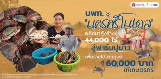 บพท. ชู “นครศรีโมเดล” พลิกนากุ้งร้าง 44,000 ไร่ สู่ฟาร์มปูขาว เพิ่มรายได้จากศูนย์ สู่ 60,000 บาทให้เกษตรกร