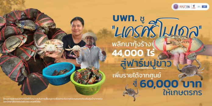 บพท. ชู “นครศรีโมเดล” พลิกนากุ้งร้าง 44,000 ไร่ สู่ฟาร์มปูขาว เพิ่มรายได้จากศูนย์ สู่ 60,000 บาทให้เกษตรกร