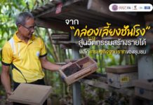 จาก "กล่องเลี้ยงชันโรง" สู่นวัตกรรมสร้างรายได้ พลิกเศรษฐกิจฐานรากของชุมชน
