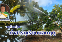 เคล็ดลับ “ทำสารทุเรียนนอกฤดู” อย่างไรให้ได้ผลดี? เปิดแนวทางประเมินต้นและเทคนิคกระตุ้นตาดอก จากผู้เชี่ยวชาญสวนทุเรียนภาคตะวันออก