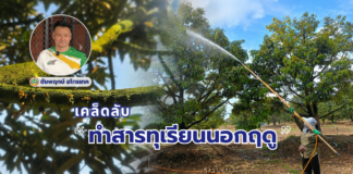 เคล็ดลับ “ทำสารทุเรียนนอกฤดู” อย่างไรให้ได้ผลดี? เปิดแนวทางประเมินต้นและเทคนิคกระตุ้นตาดอก จากผู้เชี่ยวชาญสวนทุเรียนภาคตะวันออก