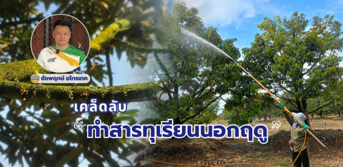 เคล็ดลับ “ทำสารทุเรียนนอกฤดู” อย่างไรให้ได้ผลดี? เปิดแนวทางประเมินต้นและเทคนิคกระตุ้นตาดอก จากผู้เชี่ยวชาญสวนทุเรียนภาคตะวันออก