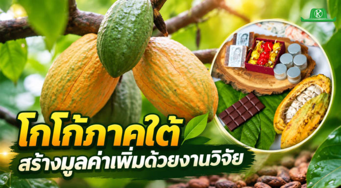 จากโกโก้ผลสดหลักสิบ สู่ “โกโก้แมส” หลักพัน งานวิจัย ARDA ช่วยเกษตรกรใต้เพิ่มมูลค่า-รายได้ จากโกโก้ผลสดหลักสิบ สู่ “โกโก้แมส” หลักพัน งานวิจัย ARDA ช่วยเกษตรกรใต้เพิ่มมูลค่า-รายได้