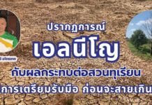 ปรากฏการณ์ “เอลนีโญ” กับผลกระทบต่อสวนทุเรียน วิธีการเตรียมรับมือก่อนสายเกินไป ปรากฏการณ์ “เอลนีโญ” กับผลกระทบต่อสวนทุเรียน วิธีการเตรียมรับมือก่อนสายเกินไป