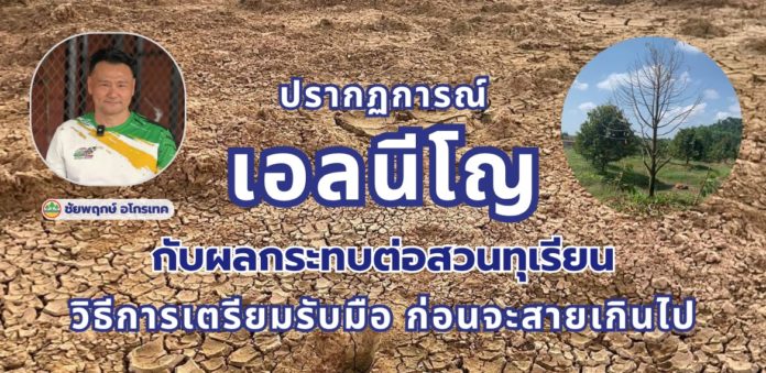 ปรากฏการณ์ “เอลนีโญ” กับผลกระทบต่อสวนทุเรียน วิธีการเตรียมรับมือก่อนสายเกินไป ปรากฏการณ์ “เอลนีโญ” กับผลกระทบต่อสวนทุเรียน วิธีการเตรียมรับมือก่อนสายเกินไป