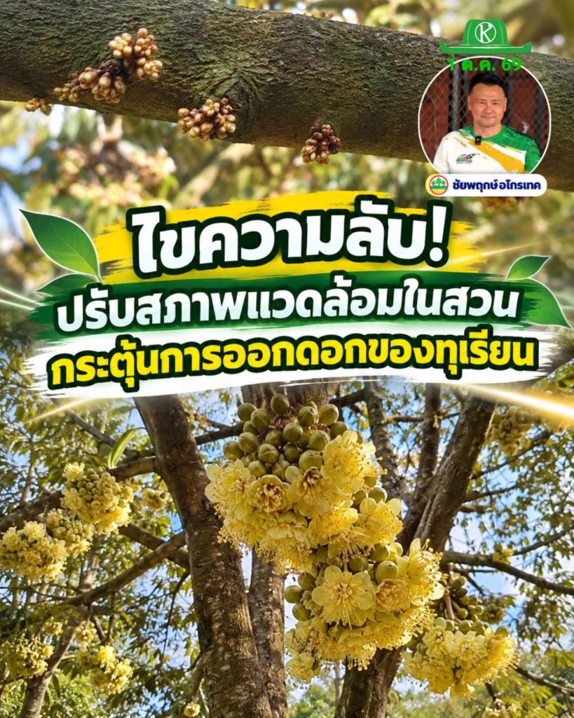 ไขความลับ! ปรับสภาพแวดล้อมในสวน กระตุ้นการออกดอกของทุเรียน