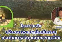 ไขความลับ! ปรับสภาพแวดล้อมในสวน กระตุ้นการออกดอกของทุเรียน