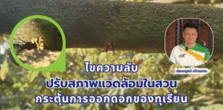 ไขความลับ! ปรับสภาพแวดล้อมในสวน กระตุ้นการออกดอกของทุเรียน