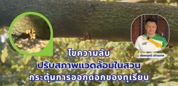 ไขความลับ! ปรับสภาพแวดล้อมในสวน กระตุ้นการออกดอกของทุเรียน ไขความลับ! ปรับสภาพแวดล้อมในสวน กระตุ้นการออกดอกของทุเรียน
