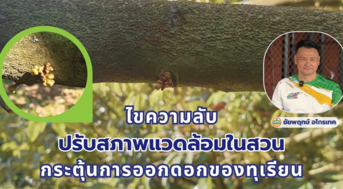ไขความลับ! ปรับสภาพแวดล้อมในสวน กระตุ้นการออกดอกของทุเรียน