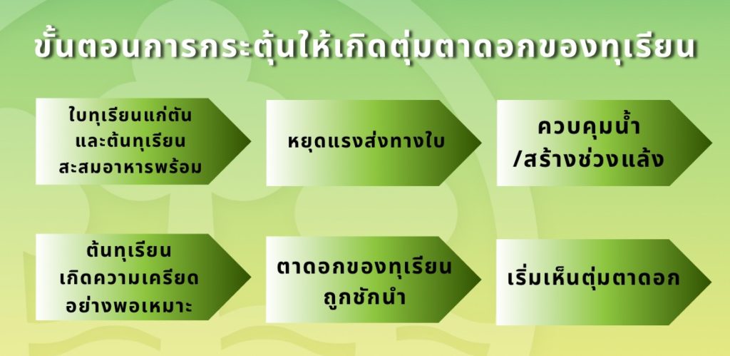 ไขความลับ! ปรับสภาพแวดล้อมในสวน กระตุ้นการออกดอกของทุเรียน
