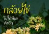 พลังภาคีกำแพงเพชร ตั้งเป้า “กล้วยไข่” เรียกรายได้ร้อยล้าน คืนชีพพืชเศรษฐกิจสู่แผนพัฒนาจังหวัดกำแพงเพชร