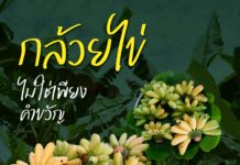 พลังภาคีกำแพงเพชร ตั้งเป้า “กล้วยไข่” เรียกรายได้ร้อยล้าน คืนชีพพืชเศรษฐกิจสู่แผนพัฒนาจังหวัดกำแพงเพชร