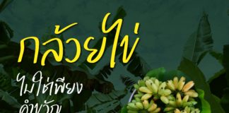 พลังภาคีกำแพงเพชร ตั้งเป้า “กล้วยไข่” เรียกรายได้ร้อยล้าน คืนชีพพืชเศรษฐกิจสู่แผนพัฒนาจังหวัดกำแพงเพชร พลังภาคีกำแพงเพชร ตั้งเป้า “กล้วยไข่” เรียกรายได้ร้อยล้าน คืนชีพพืชเศรษฐกิจสู่แผนพัฒนาจังหวัดกำแพงเพชร