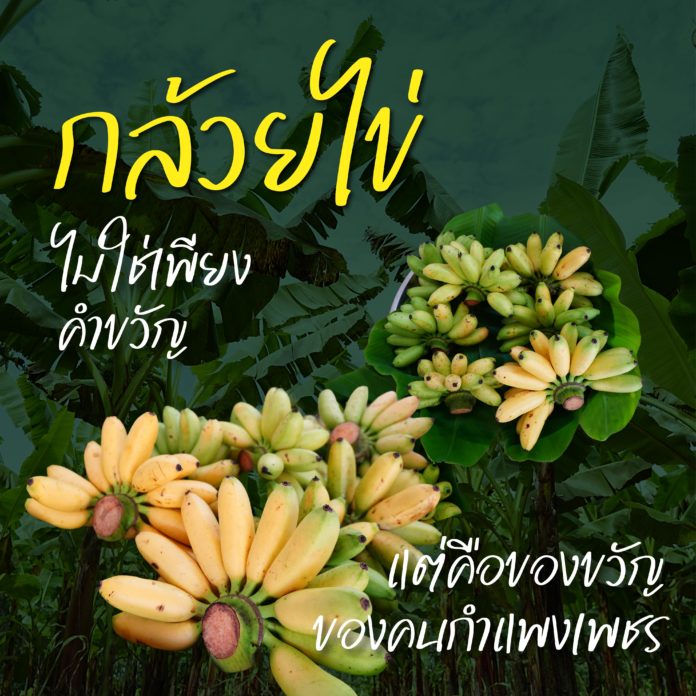 พลังภาคีกำแพงเพชร ตั้งเป้า “กล้วยไข่” เรียกรายได้ร้อยล้าน คืนชีพพืชเศรษฐกิจสู่แผนพัฒนาจังหวัดกำแพงเพชร