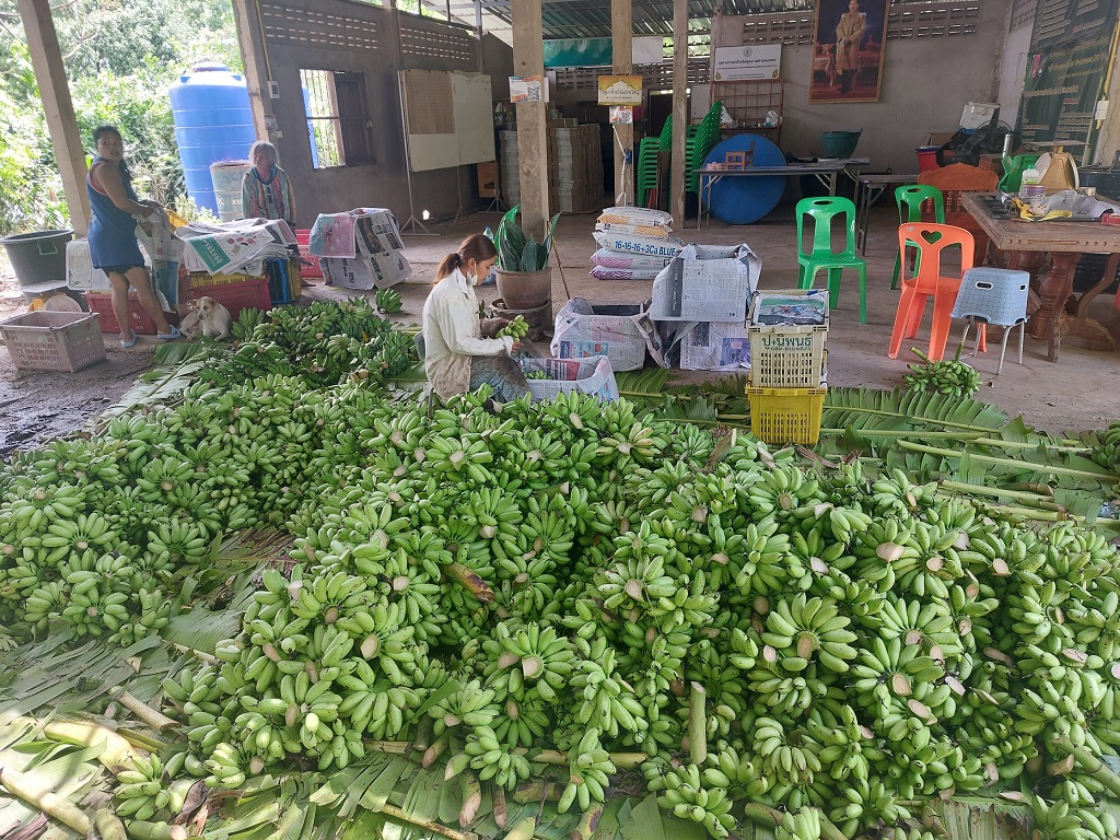 พลังภาคีกำแพงเพชร ตั้งเป้า “กล้วยไข่” เรียกรายได้ร้อยล้าน คืนชีพพืชเศรษฐกิจสู่แผนพัฒนาจังหวัดกำแพงเพชร